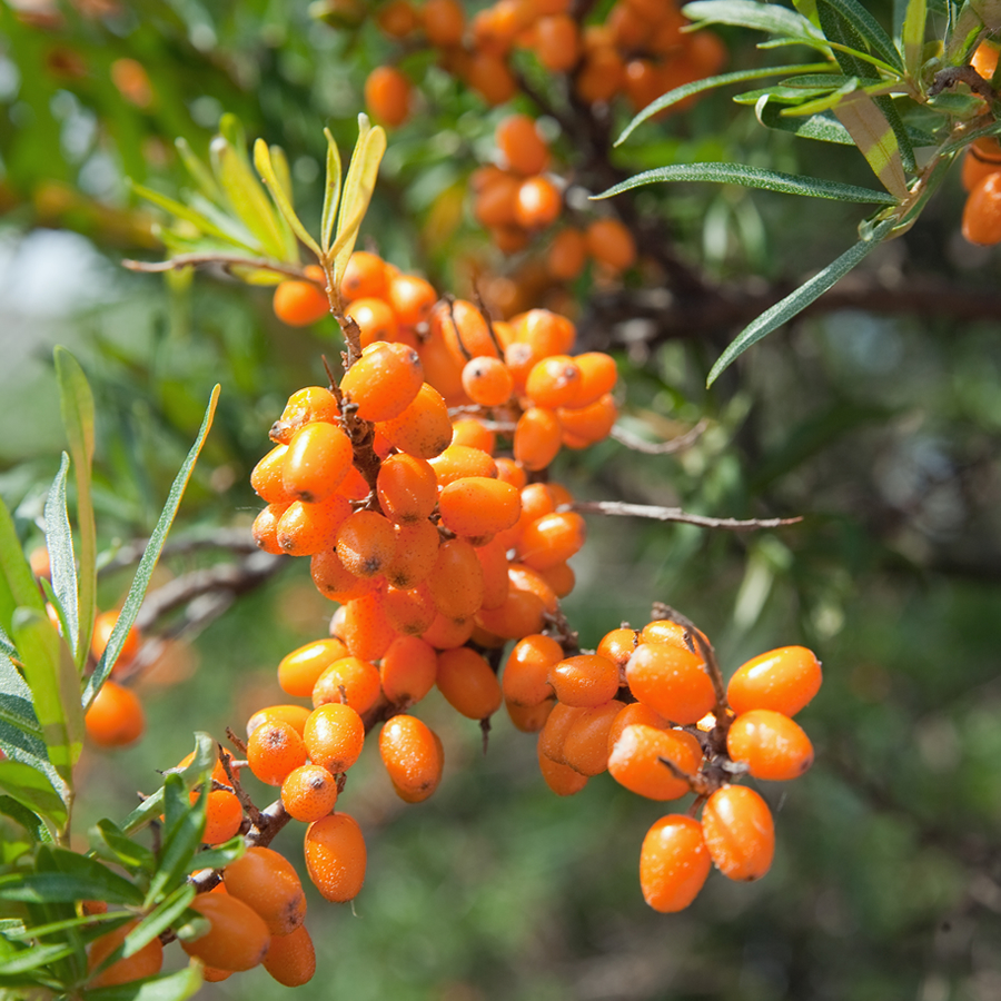 Sea Buckthorn Oil (น้ำมันซีบัคทอร์น)